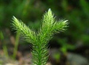 Licopodio (Lycopodium): Planta Tropical Ideal para Arreglos Florales Duraderos