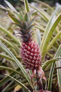 Ananas