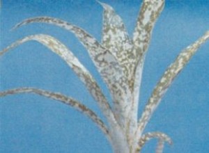 Billbergia