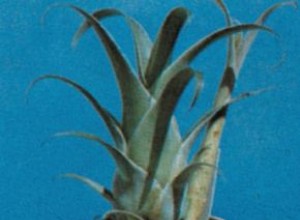 Catopsis: La Bromelia Epífita de Hojas Verdes Sin Espinas