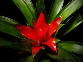 Guzmania