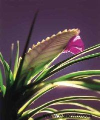 Tillandsia