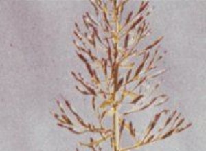 Portea: La Espectacular Bromelia Brasileña y Sus Secretos de Cultivo