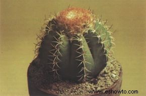 Plantas de cactus