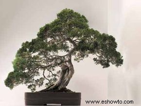 ¿Cuál es la diferencia entre el bonsái y el topiario?