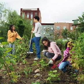 Cómo iniciar un jardín comunitario