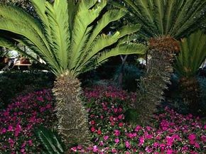 Cómo conservar agua manteniendo un hermoso jardín