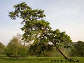 ¿Qué árboles resisten mejor durante un desastre natural?