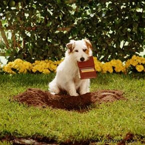 ¿Cuál es la mejor forma de paisajismo que admite mascotas?