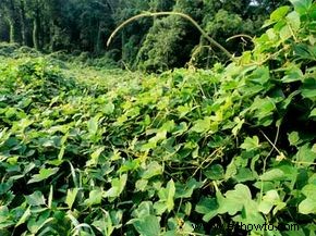 ¿Por qué paisajismo con plantas autóctonas?