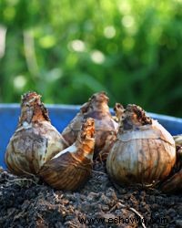 Diez maneras de preparar su jardín para el invierno