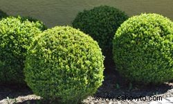 Diez maneras de preparar su jardín para el invierno