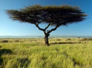 Descubre las Especies de Árboles Más Fascinantes del Mundo: Imágenes y Curiosidades