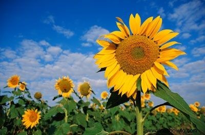 Galería de imágenes de flores anuales