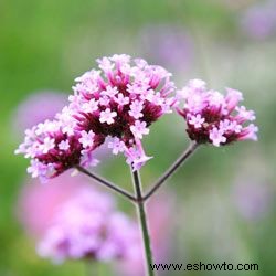 Galería de imágenes de flores anuales