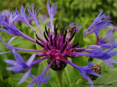 Galería de imágenes de flores anuales