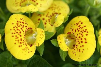 Galería de imágenes de flores anuales