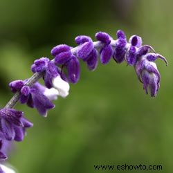 Galería de imágenes de flores anuales