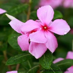 Galería de imágenes de flores anuales