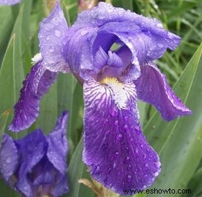 Galería de imágenes de flores perennes