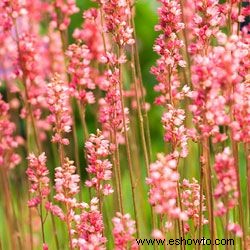 Galería de imágenes de flores perennes