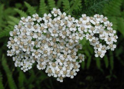 Galería de imágenes de flores perennes