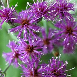 Galería de imágenes de flores perennes