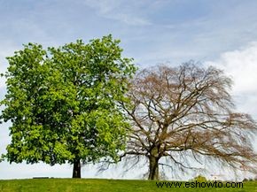 ¿Cómo puedo saber si el árbol de mi jardín está enfermo o muerto?