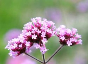 Las 5 Mejores Plantas Perennes para el Sudeste de EE.UU.: Resistentes al Calor, Sequía y Sombra