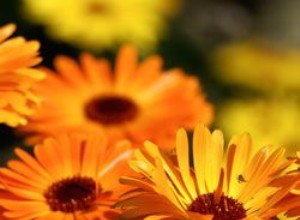 5 Plantas Anuales Ideales para el Clima del Noreste de EE.UU.: Guía Experta