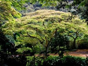 Cómo funcionan los árboles Monkeypod