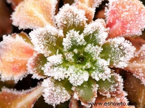 Las 10 mejores plantas de invierno