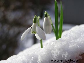 Las 10 mejores plantas de invierno