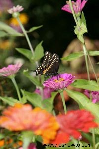 Cómo atraer mariposas a un patio trasero