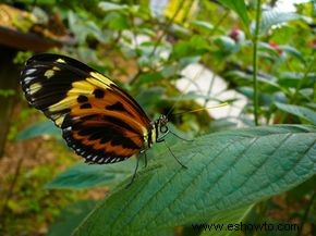 Cómo atraer mariposas a un patio trasero