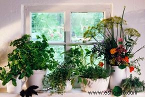 Cómo cultivar su propio jardín interior de hierbas