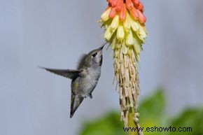 10 flores más inusuales