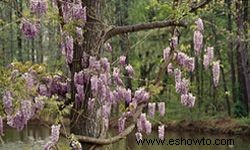 Las 10 flores con mejor olor 