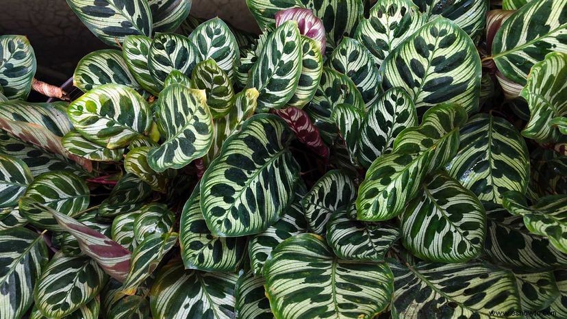 Cómo cuidar una planta de Calathea