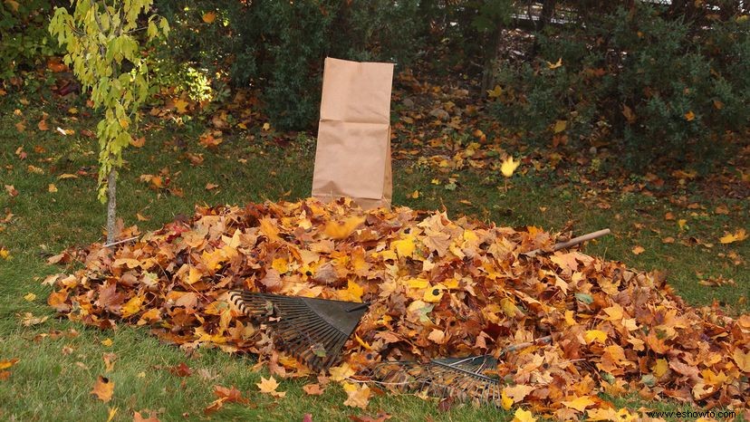 Cómo embolsar hojas de otoño