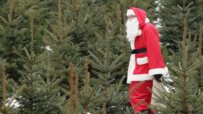 ¿Cómo adquieren su forma los árboles de Navidad?