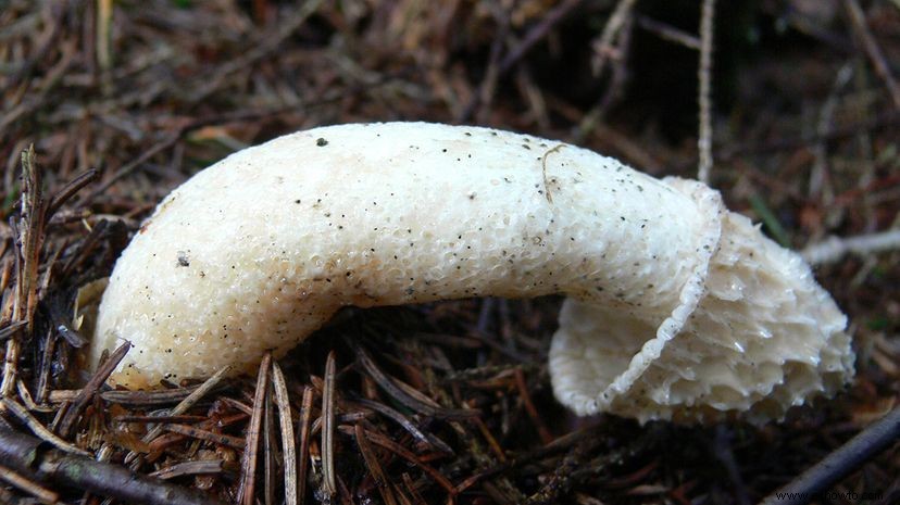 Phallus Impudicus:¿El hongo más repugnante del mundo?