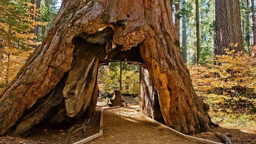 Árbol icónico del túnel Sequoia cae después de una intensa tormenta de invierno