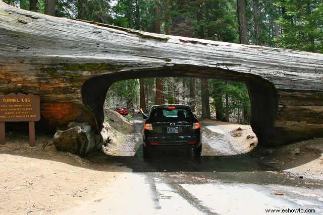 Árbol icónico del túnel Sequoia cae después de una intensa tormenta de invierno