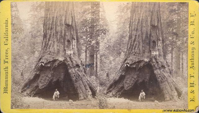 Árbol icónico del túnel Sequoia cae después de una intensa tormenta de invierno