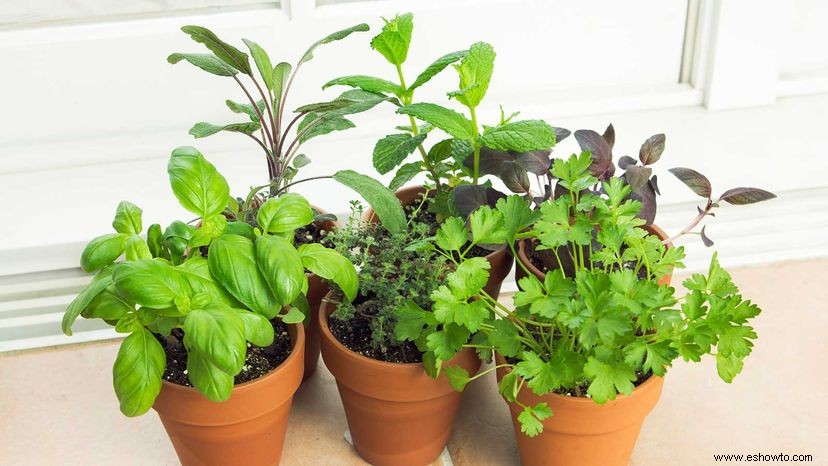 Jardines sin patio:cómo cultivar sin espacio