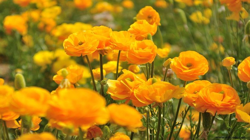 Ranunculus es una belleza tóxica con un nombre extraño 