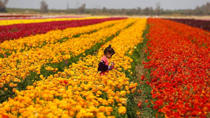 Ranunculus es una belleza tóxica con un nombre extraño 