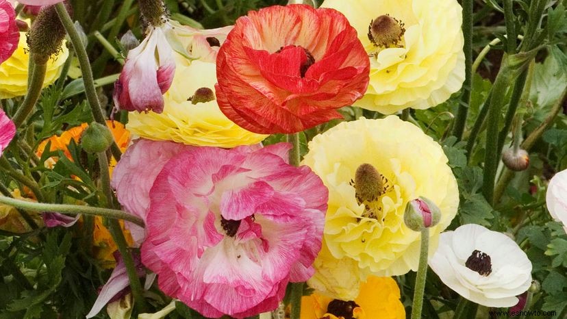 Ranunculus es una belleza tóxica con un nombre extraño 