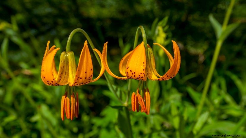 Los lirios tigre son los sensacionales jardines fáciles de cultivar 